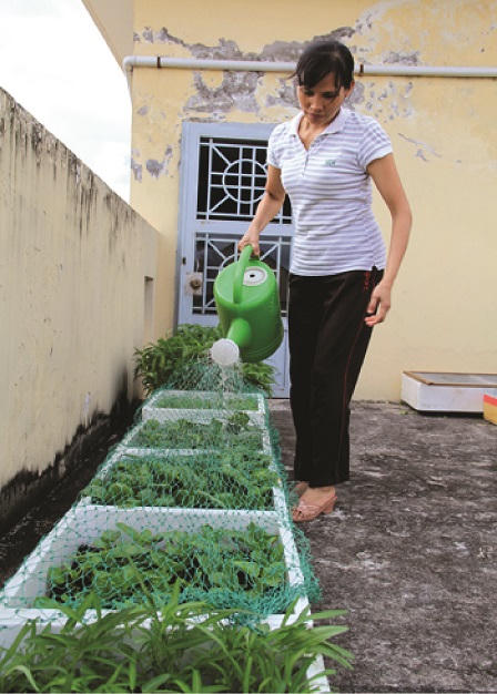 Cư dân “cao ốc”  tận dụng... gầm giường để trồng rau sạch